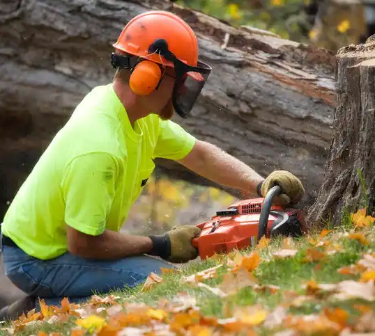 tree services New Hebron